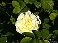 Thumbnail for File:A Bright Yellow Rose (enhanced).jpg