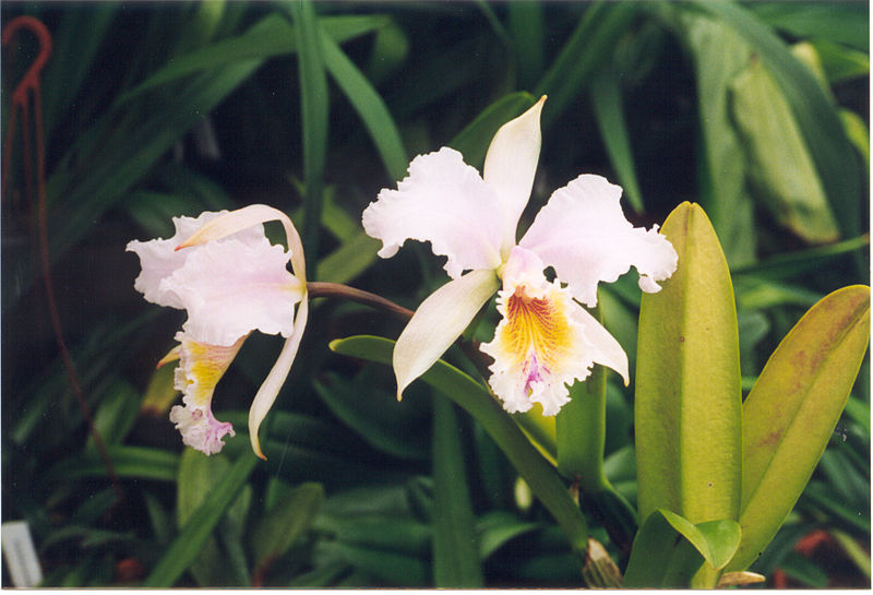 File:A and B Larsen orchids - Cattleya Empress Frederick x C mossiae 577-25.jpg