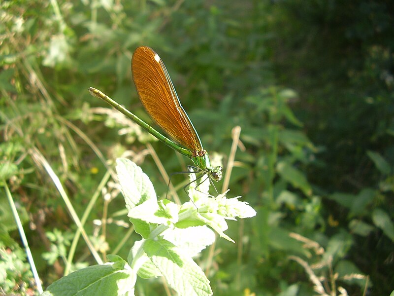 File:A green dragonfly.jpg