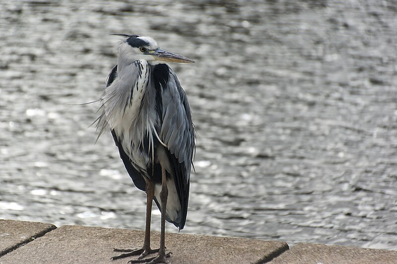 File:A heron at Kingcraig Lake (3) - geograph.org.uk - 5903162.jpg