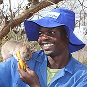 A man feeding a rat at the Apopo rat training in Tanzania.jpg