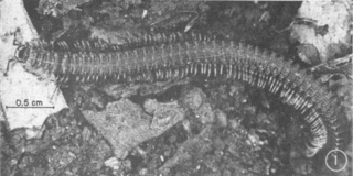 <span class="mw-page-title-main">Abacionidae</span> Family of millipedes