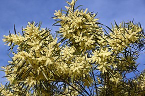 Beschrijving van afbeelding Acacia_floribunda_CFGk365.jpg.