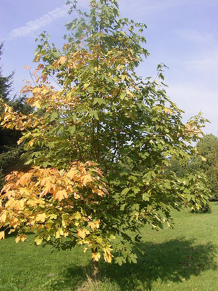 File:Acer heidrechii ssp heidrechii R0019776.JPG