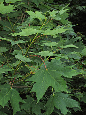 Acer Saccharum: Descrizione, Distribuzione e habitat, Tassonomia