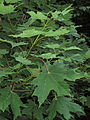 Acer saccharum subsp. saccharum