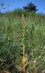 Bildeto por Orchis anthropophora