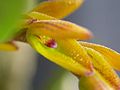 Acianthera klotzschiana flower