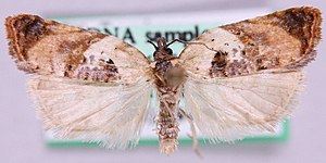 Acleris permutana.jpg