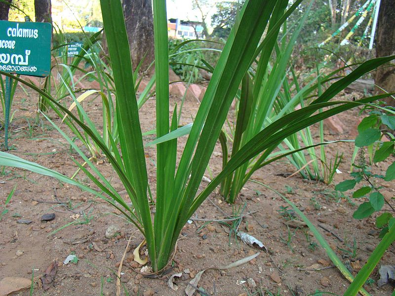 File:Acorus Calamus 11.jpg