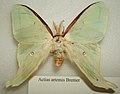 Miniatura para Actias artemis