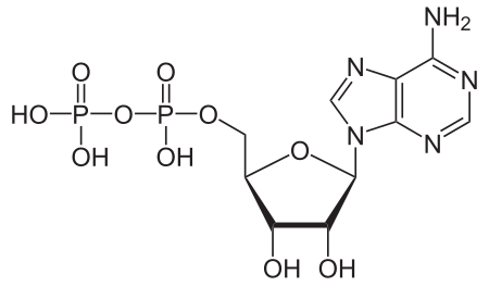 Adenosine diphosphat