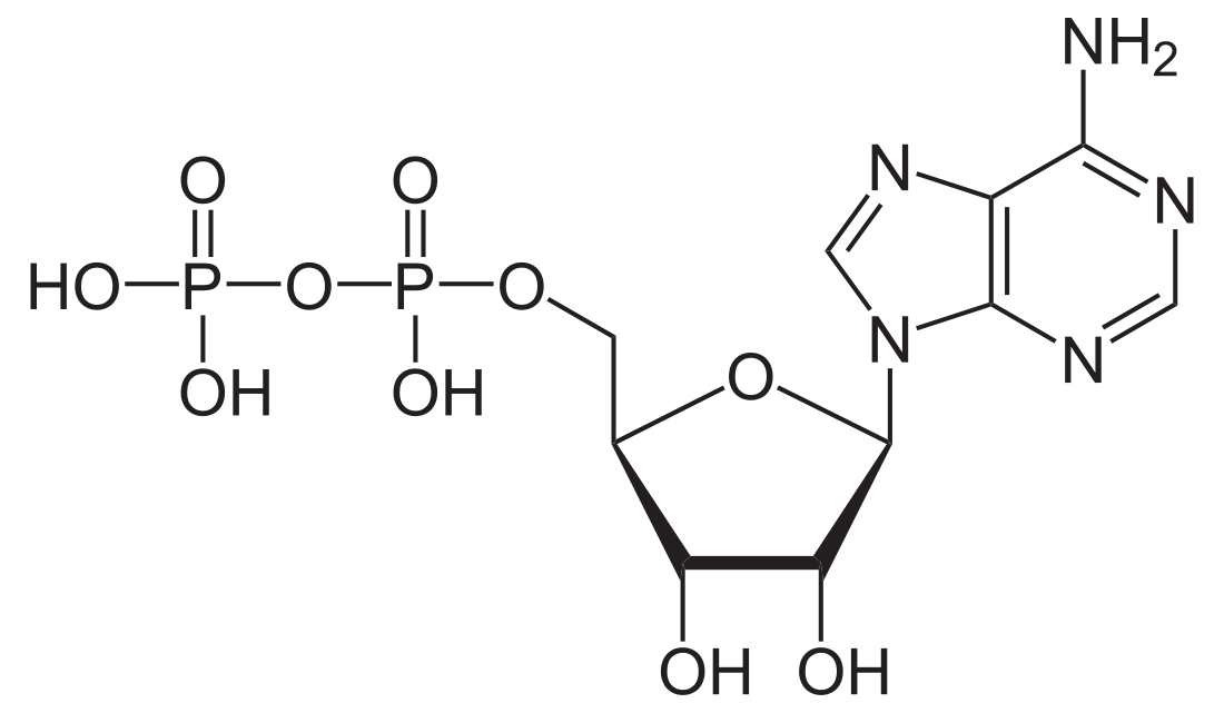 Adenozin-difoszfát