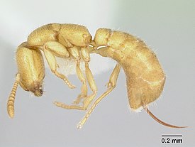 Рабочий муравей Adetomyrma venatrix