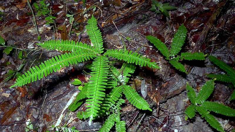 File:Adiantopsis sp., Pteridaceae, Atlantic forest, northern littoral of Bahia, Brazil (15057495082).jpg