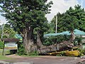 In 1979 tijdens orkaan David viel een baobab op de schoolbus