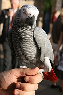 African Grey Parrot (Psittacus erithacus) -held on hand.jpg