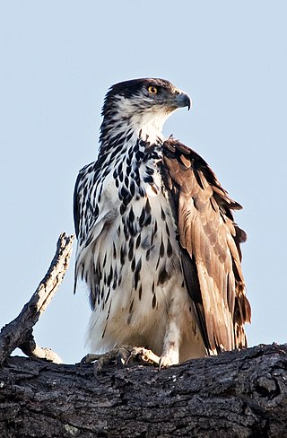 <span class="mw-page-title-main">African hawk-eagle</span> Species of bird