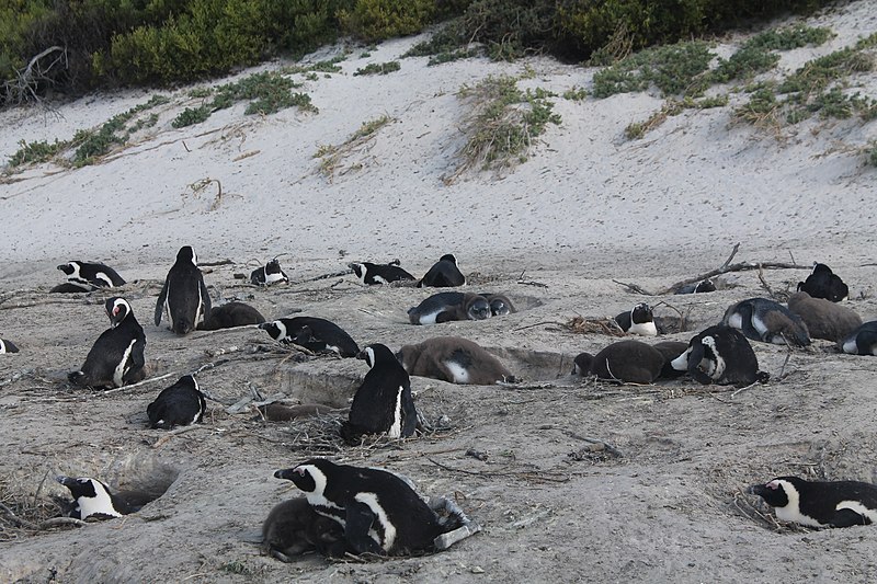 File:African Penguins at Boulders Beach (41).jpg