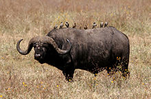 African buffalo Syncerus caffer nu.jpg
