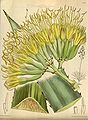 Agave fourcroydes 144-8746.jpg 