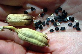 Agave utahensis seed pods.jpg