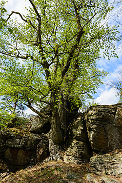 Enrooted to earth - a tree near Aggstein ruins, Wachau, Lower Austria