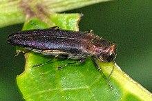 Agrilus.cyanescens.-.lindsey.jpg