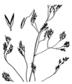 Agrostis canina drawing.png