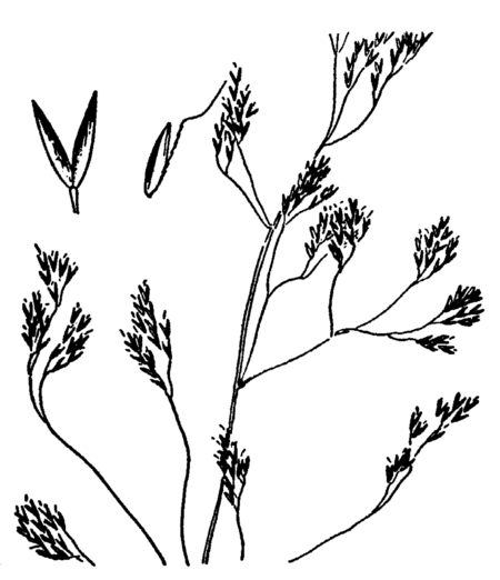 Tập_tin:Agrostis_canina_drawing.png