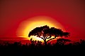 Akrika-Sonne-Sun-Africa.jpg