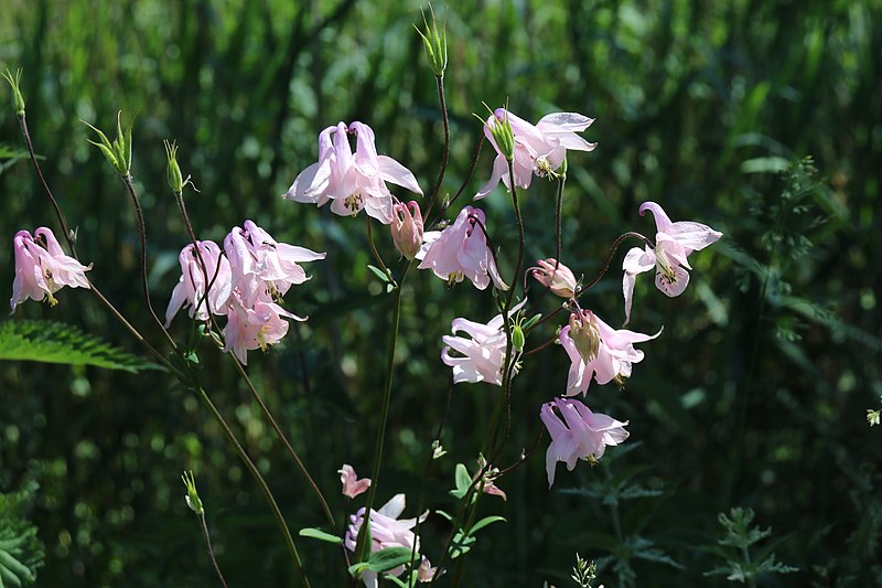 File:Akvileja (Aquilegia vulgaris) 001.jpg