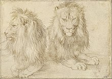 Albrecht Dürer, schizzo di leoni. Circa 1520