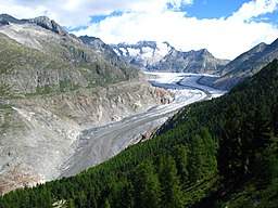 Aletschwald med glaciären Aletsch i bakgrunden