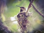 Thumbnail for File:Allens hummingbird on nest (26198483795).jpg