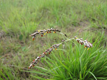 Alloteropsis semialata flors.jpeg