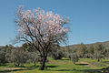 * Nomination Almond tree in an olive grove, Cyprus --Anna Anichkova 11:15, 17 November 2013 (UTC) * Promotion Needs CA corrections in the lower part + sharpening --A.Savin 12:55, 17 November 2013 (UTC)  Done -СА, + sharpness, thanks a lot. --Anna Anichkova 10:20, 18 November 2013 (UTC) Ok for QI. --A.Savin 17:04, 18 November 2013 (UTC)