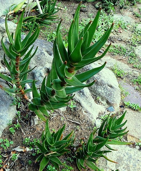 File:Aloe commixta - cape town 5.JPG