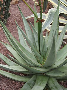 Aloe ferox, Aloes uzbrojony, 2023-10-31