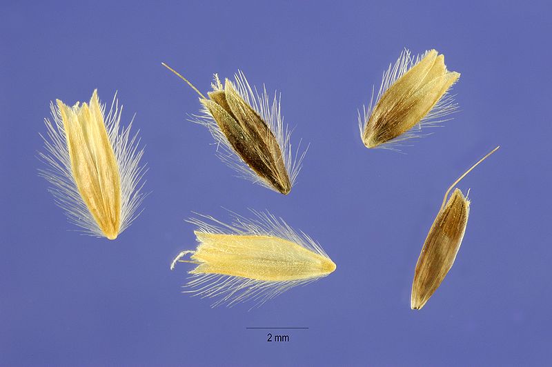 File:Alopecurus arundinaceus seeds.jpg