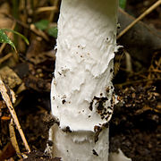 Amanita virosa 07.jpg