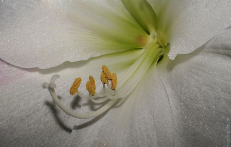 File:Amaryllis44.jpg