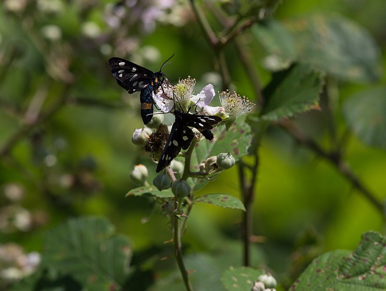 File:Amata phegea CF9A3332.jpg