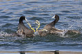 American Coots fighting.jpg