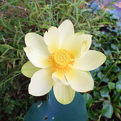 Amerikan Lotusu (Nelumbo lutea) 01.jpg