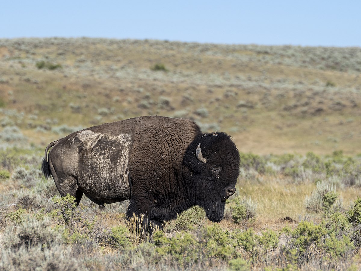 Bison hunting - Wikipedia