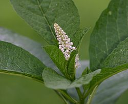 giardia helminták elleni gyógyszerek