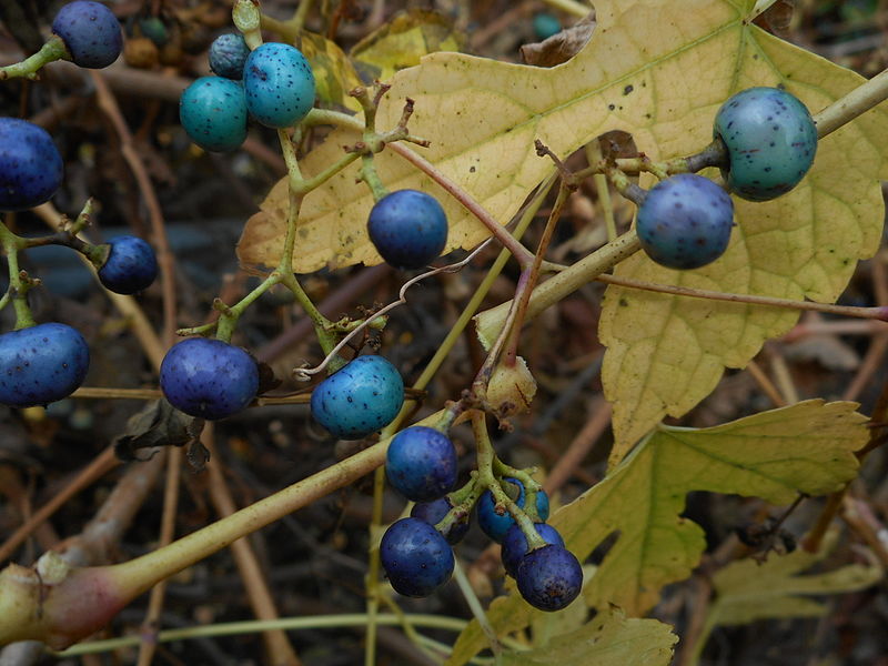 File:Ampelopsis brevipedunculata or porcelain berry close up.JPG