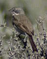Sage Sparrow, El Rito, New Mexico. Too bad he blinked.
