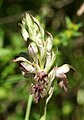 Anacamptis coriophora Spain - Mallorca